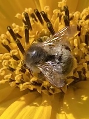 Bombus pascuorum