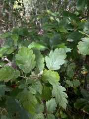 Scandosorbus intermedia