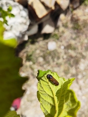 Oncometopia rufipennis