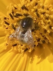 Bombus pascuorum