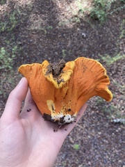 Hypomyces lactifluorum