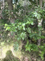 Scandosorbus intermedia