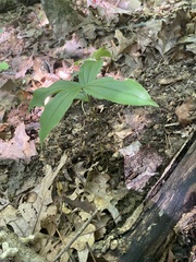 Maianthemum racemosum