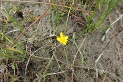 Ranunculus flammula