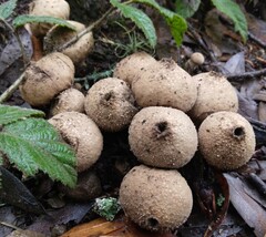 Lycoperdon perlatum