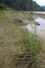 Deschampsia cespitosa