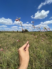 Oenothera filiformis