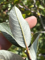 Salix sitchensis