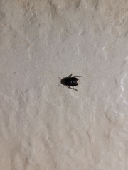 Macroscytus brunneus