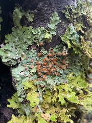 Ricasolia quercizans