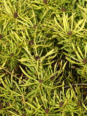 Leucadendron salignum