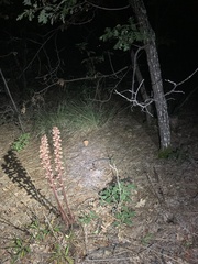 Pterospora andromedea