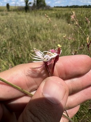 Oenothera filiformis