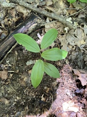 Maianthemum racemosum