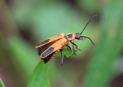 Chauliognathus pensylvanicus