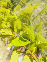 Oncometopia rufipennis