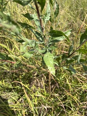 Oenothera filiformis