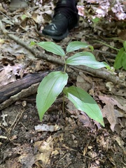 Maianthemum racemosum