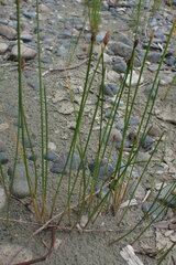 Eleocharis