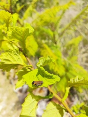 Oncometopia rufipennis