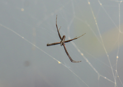 Argiope aurantia