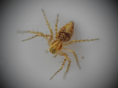 Oxyopes heterophthalmus