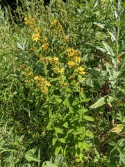 Hypericum hirsutum