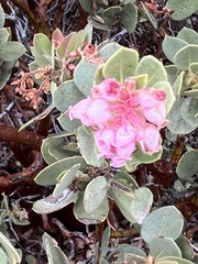 Arctostaphylos pringlei