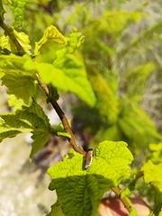 Oncometopia rufipennis