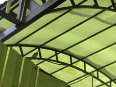 Streptopelia senegalensis