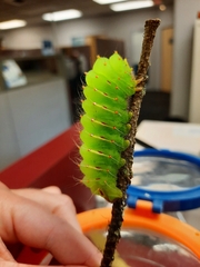 Antheraea polyphemus