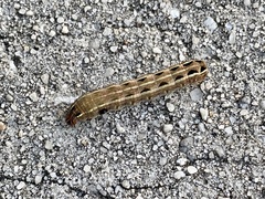 Spodoptera