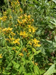 Hypericum hirsutum