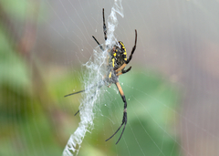 Argiope aurantia