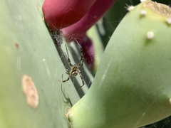 Latrodectus hesperus