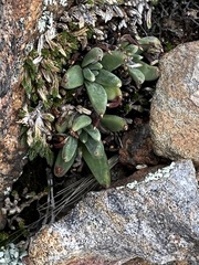 Dudleya pauciflora