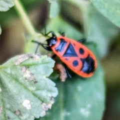 Pyrrhocoris apterus