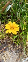 Gazania rigens