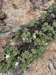 Ericameria cuneata