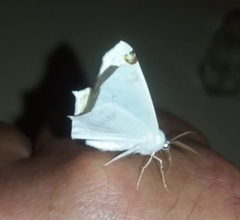 Sericoptera mahometaria