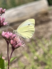 Pieris rapae