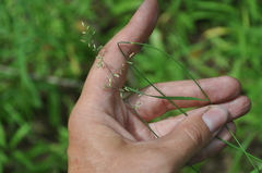 Poa compressa