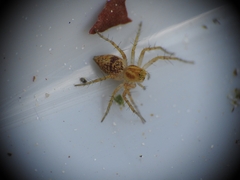 Oxyopes heterophthalmus