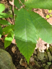 Castanea