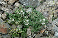 Lamium tomentosum