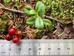 Vaccinium vitis-idaea