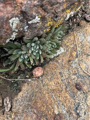 Dudleya pauciflora