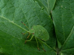 Palomena prasina