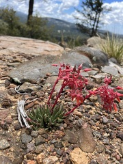 Dudleya pauciflora