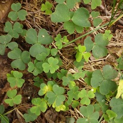 Oxalis acetosella